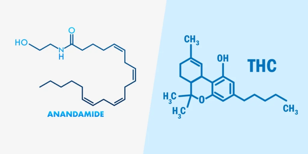 anandamide vs thc