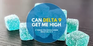Can Delta 9 Get Me High 3 Things You Should Know