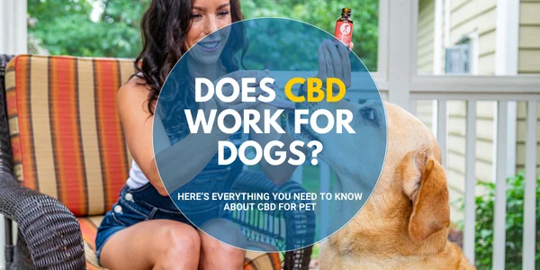 Does CBD Work for Dogs