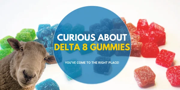If You Have Been Curious About Delta 8 Gummies, You’ve Come to The Right Place!