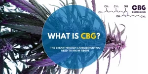 What Is CBG The Breakthrough Cannabinoid You Need to Know About